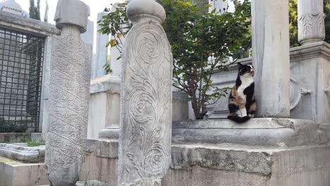 cat sitting on a historic muslim islam tombstone in eyup cemetery