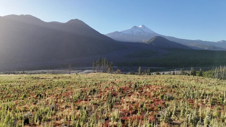 Ripresa serena con drone del terreno post-eruzione del Parco Nazionale Conguillío, che mostra la rigenerazione di giovane foresta di conifere, terreno vulcanico rossastro e il vulcano Llaima innevato sotto un cielo azzurro limpido