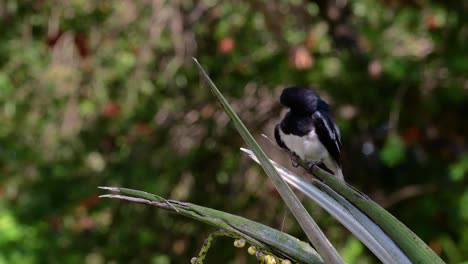 the oriental magpie-robin is a very common passerine bird in thailand in which it can be seen anywhere