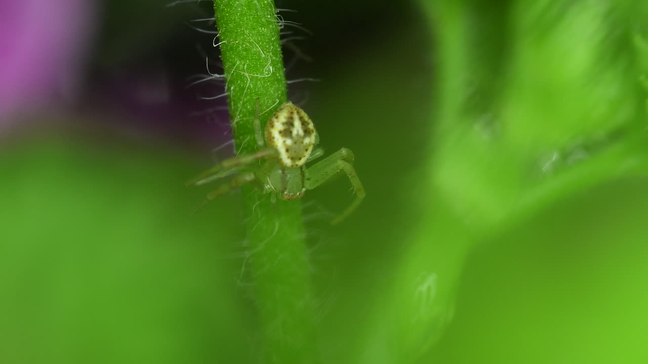 imágenes de primer plano de una araña cangrejo en una planta de geranio