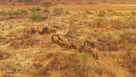 antena de drones sobre una enorme manada familiar de elefantes africanos moviéndose a través del monte y la sabana de áfrica parque erindi namibia 5