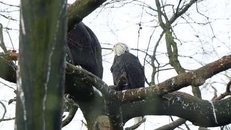 Águila-Calva-Americana-Sentada-En-El-árbol,-Mirando-Alrededor-De-Su-Entorno-En-El-Parque-Zoológico