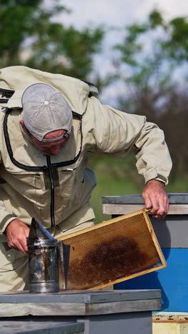 industrious adult man working at the bee farm. apiculturist shaking off the bees into wooden hive. blurred backdrop of nature. vertical video