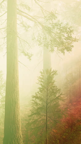 misty redwood forest: a serene landscape