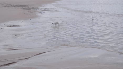 starfish caught in the beak of a seagull in the belgian coast - wide, slow motion