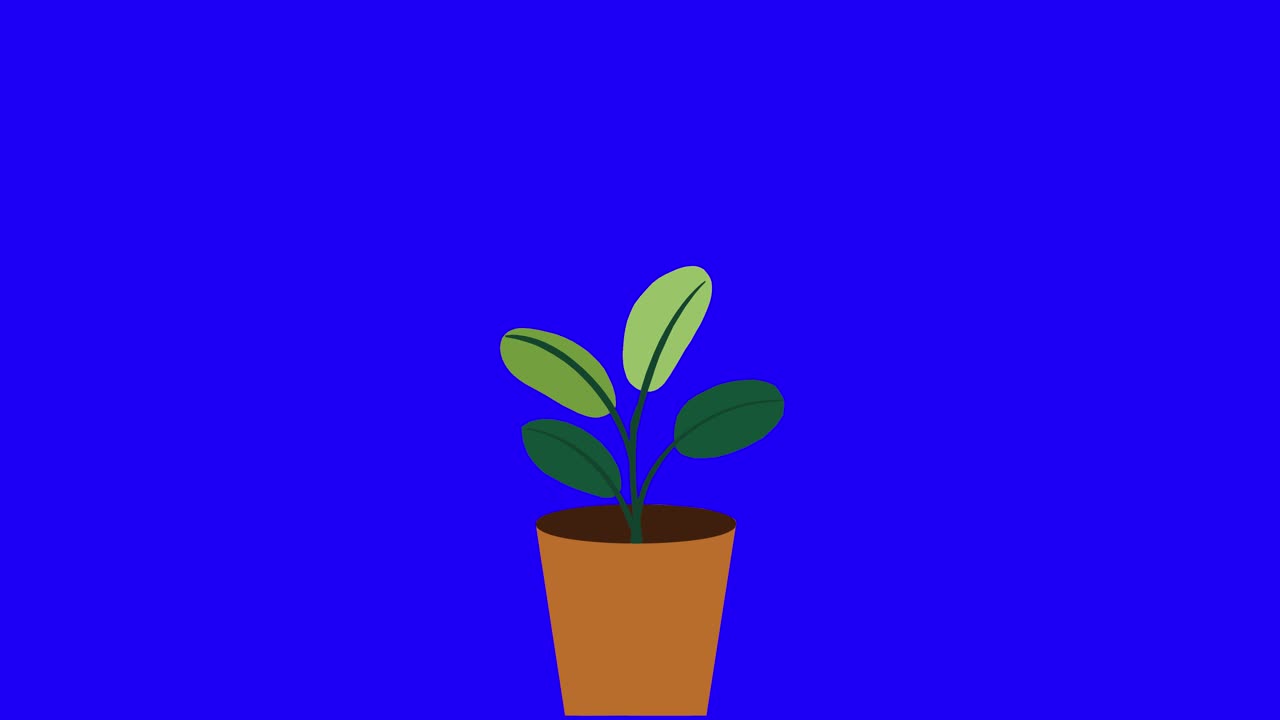 Planta com 4 folhas cresce e germina em vaso de terracota em fundo azul
