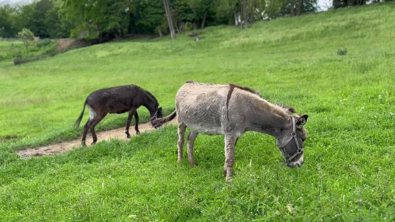 들판 에서 사육 하는 당나귀 들