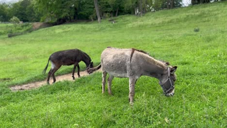 Burros-Pastando-En-Un-Campo