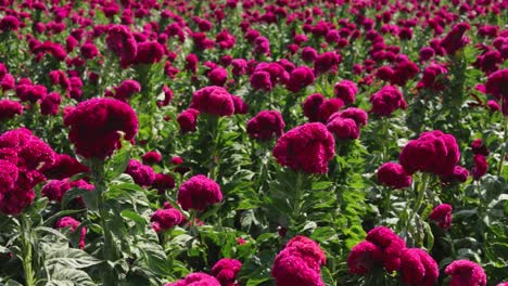 video panorámico de una plantación de flores de terciopelo