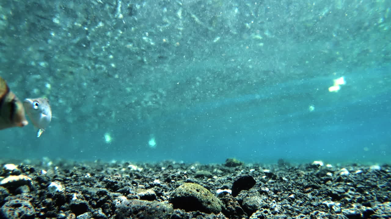 얕은 암초에서 헤엄치는 학교 물고기, 해양 생물의 자연 서식지