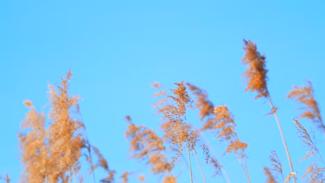 Schilf-Wird-Sanft-Vom-Wind-Vor-Blauem-Himmel-Bewegt