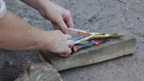 un primer plano de un hombre llenando una trucha marrón con un cuchillo en australia