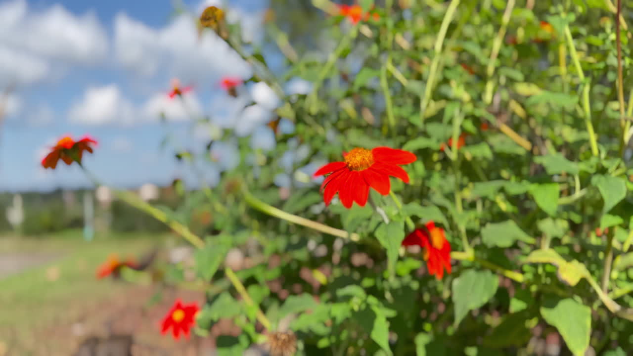 Red flower close up in a green shrubbery