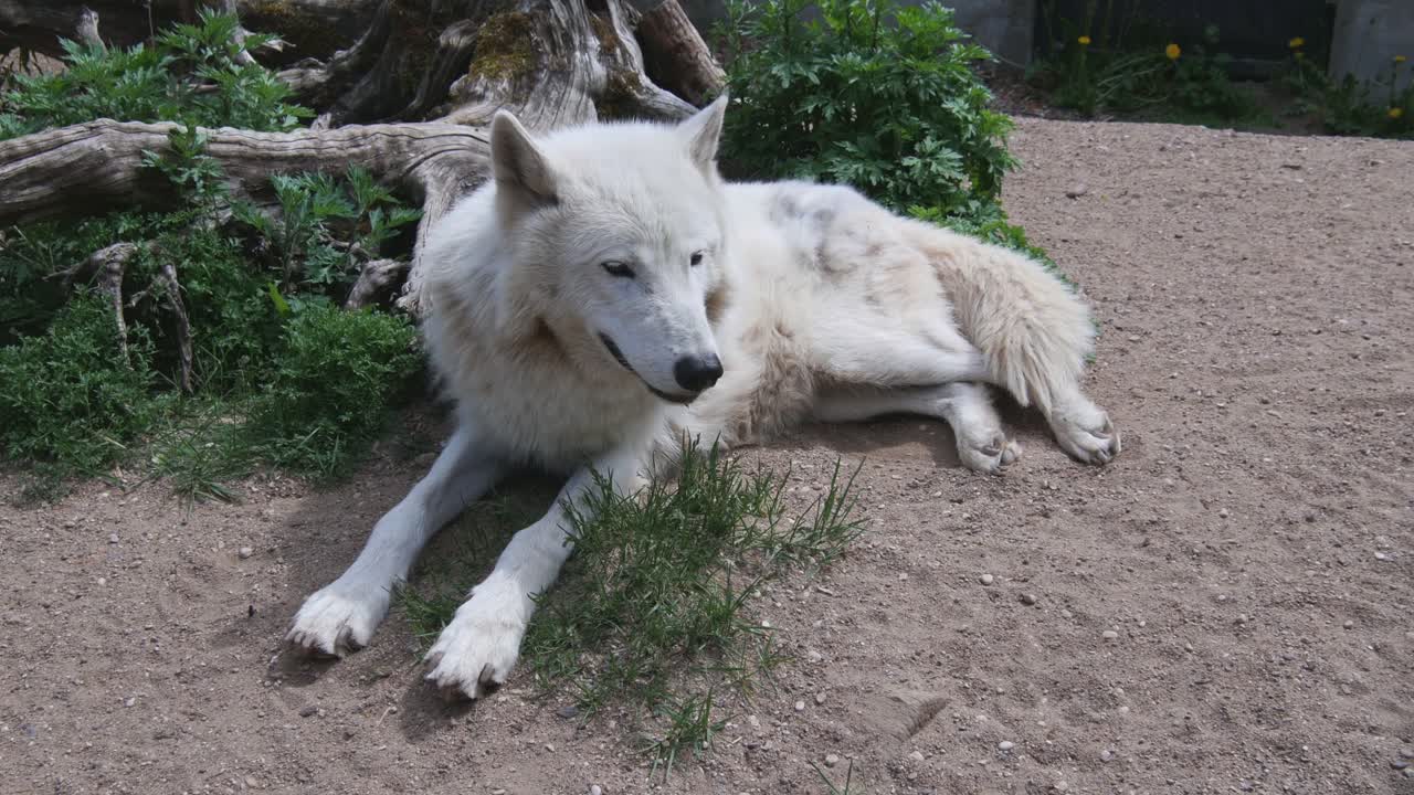 lobo polar blanco en el parque zoológico de kaunas