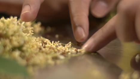 Small-scented-yellow-flowers-for-herbal-tea-being-sorted-for-packing,-filmed-as-close-up-shot