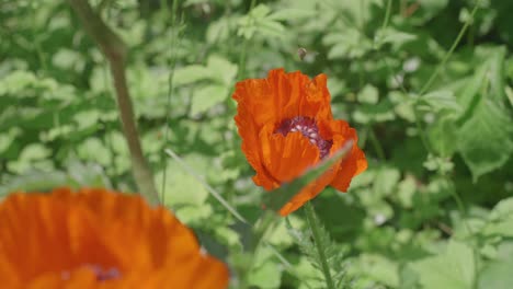 Bees-collecting-nectar-and-pollen-from-poppies-in-a-lush-meadow