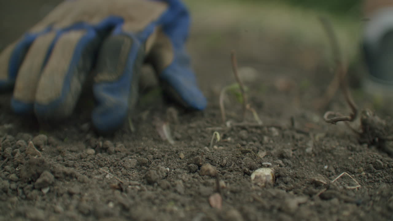 Gloves moving over the earth, looking for bad plants to plug, tulip onion on the ground