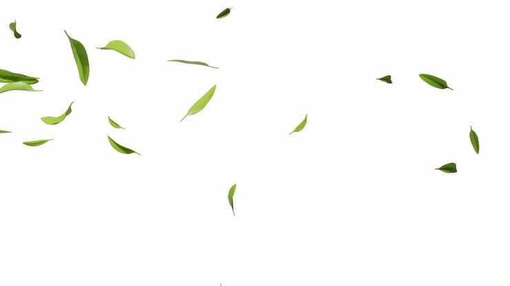 натуральные листья зеленого чая с альфа-каналом, 3d-рендеринг.