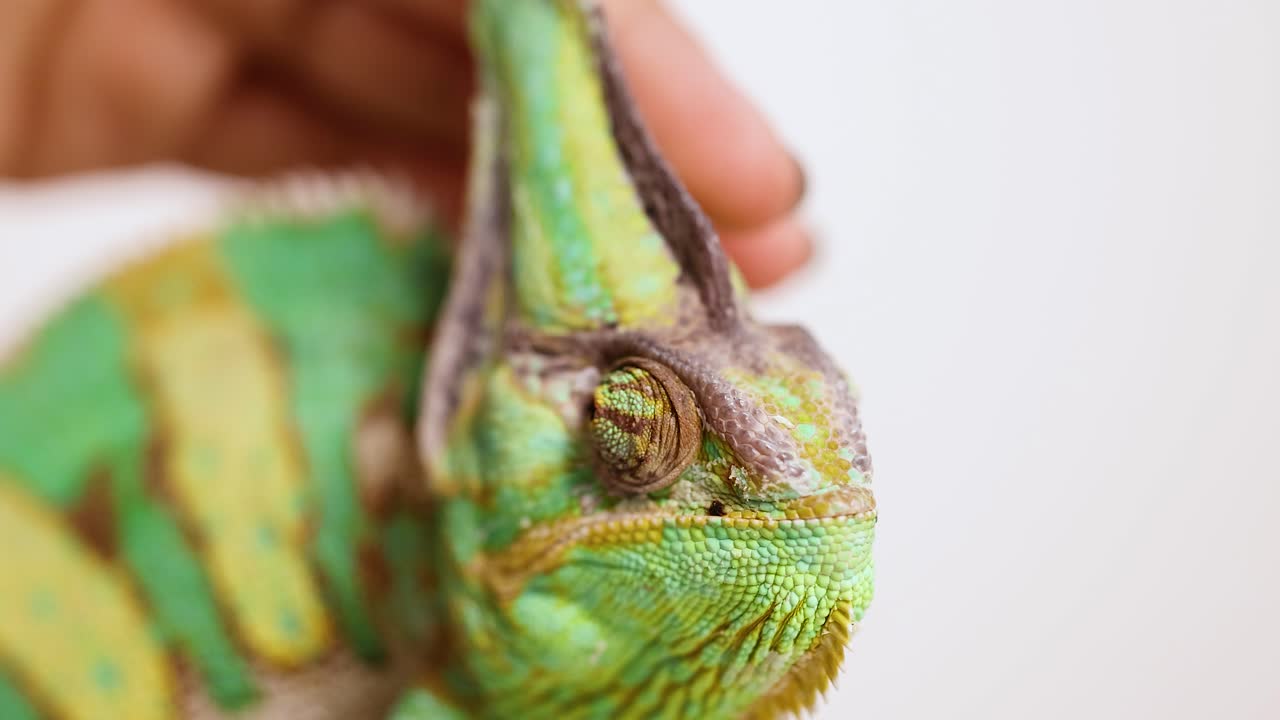 A veiled chameleon is gently petted by a hand. Bright lighting highlights its vibrant colors and textures