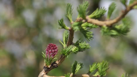 Neue-Blätter-Auf-Lärche-Mit-Knospen