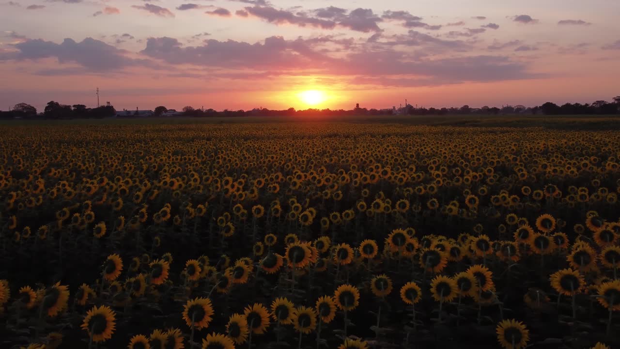 Sunrise as seen from a very large sunflower field