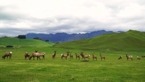 Manada-De-Ciervos-En-La-Distancia-En-Un-Prado-Al-Aire-Libre-En-Mossburn,-Nueva-Zelanda