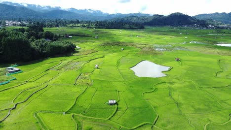 vista aérea de un campo de arroz en arunachal pradesh