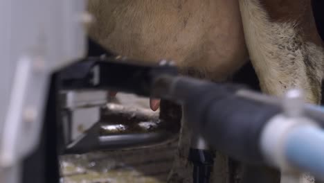 milking robot at work on a cow's breast in the farm, close up