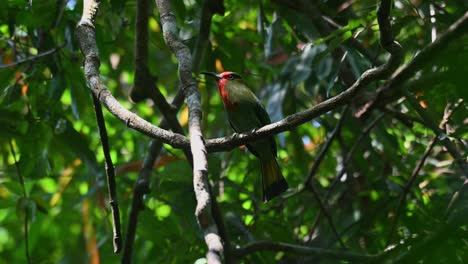 mirando hacia arriba y alrededor mientras mueve su cola y chirriando, el apicultor de barba roja nyctyornis amictus, tailandia