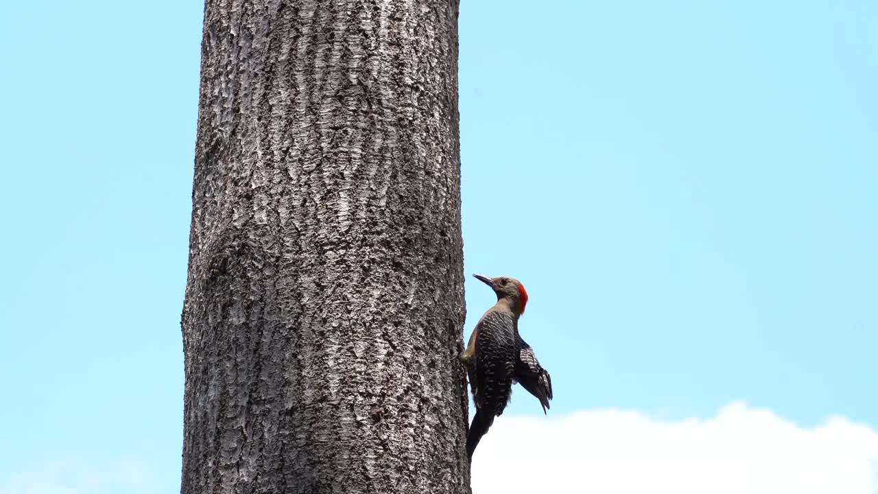 woodpecker bird climbing up tree