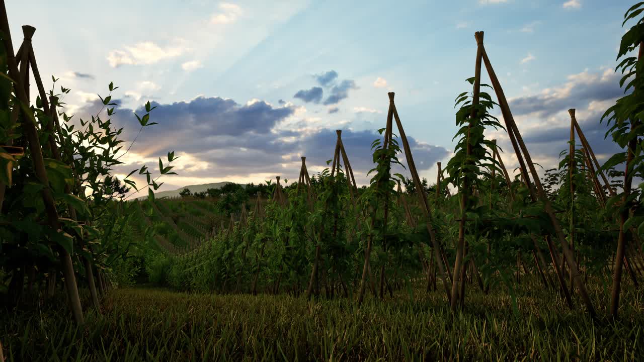 Field Of Green Plants A General Plan Nature Agriculture. Organic Farming. Agriculture Lifestyle Plantation Business Farm Concept. Soy Vegetable Healthy Food Agriculture