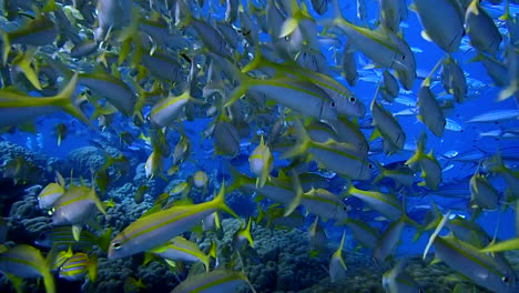 primer plano dentro de un cardumen de peces amarillos y blancos, con arrecife en el fondo, en nueva caledonia