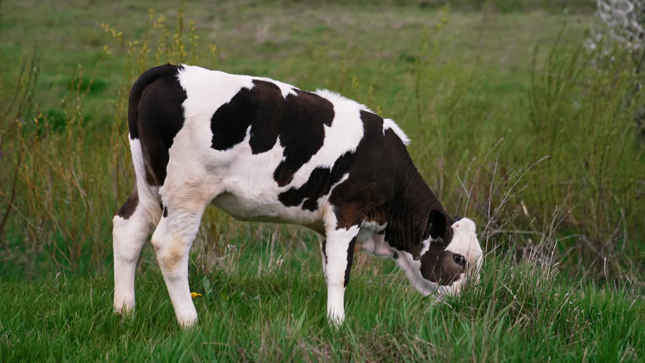 Young cow grazing at the field. Black and white cow walking at the field.