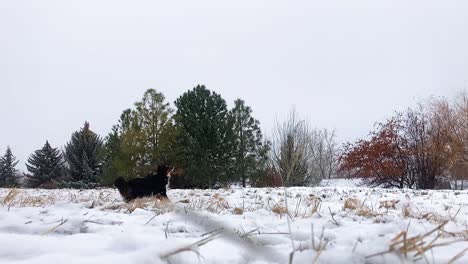 A-Mini-Australian-Shepherd-flies-through-the-air-and-catches-a-frisbee