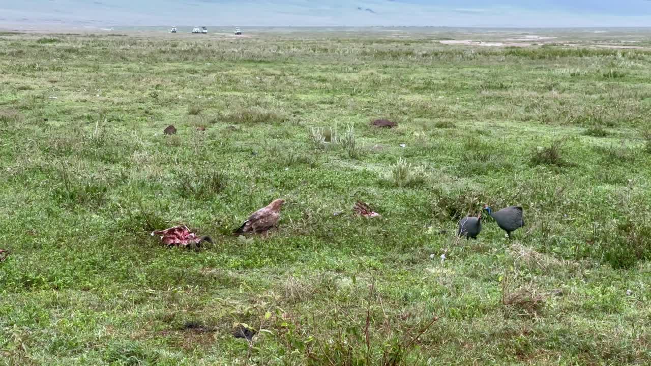 Aquila rapace (Aquila rapax) nel Cratere di Ngorongoro, Tanzania.