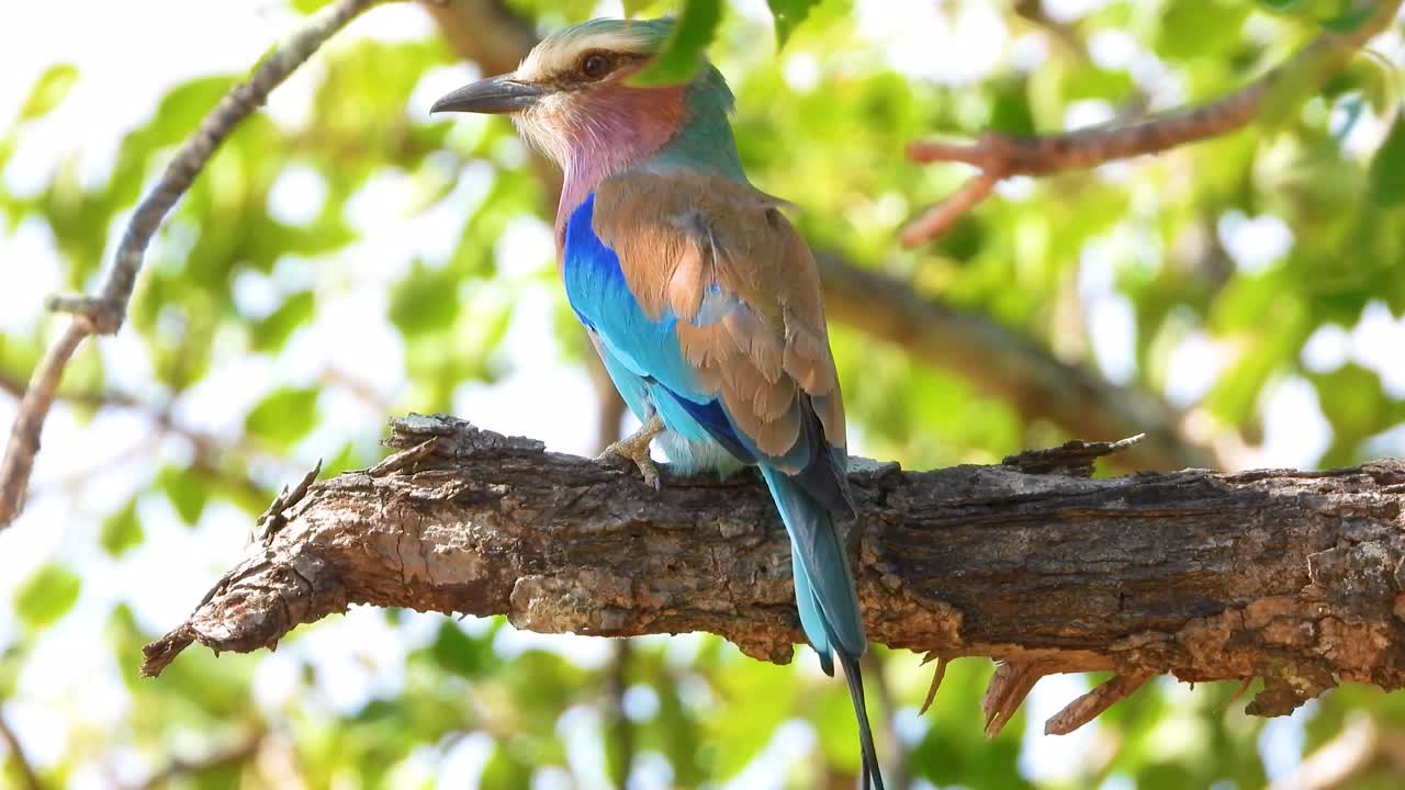 이국적인 다채로운 새 클로즈업, 멀리서 바라보는 프로필의 정적.