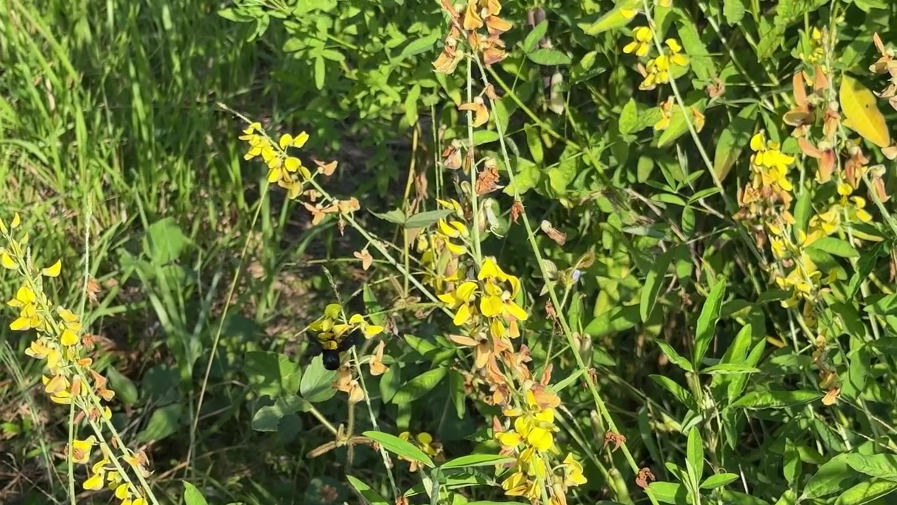 Bombo che impollina fiori di campo gialli in un prato soleggiato