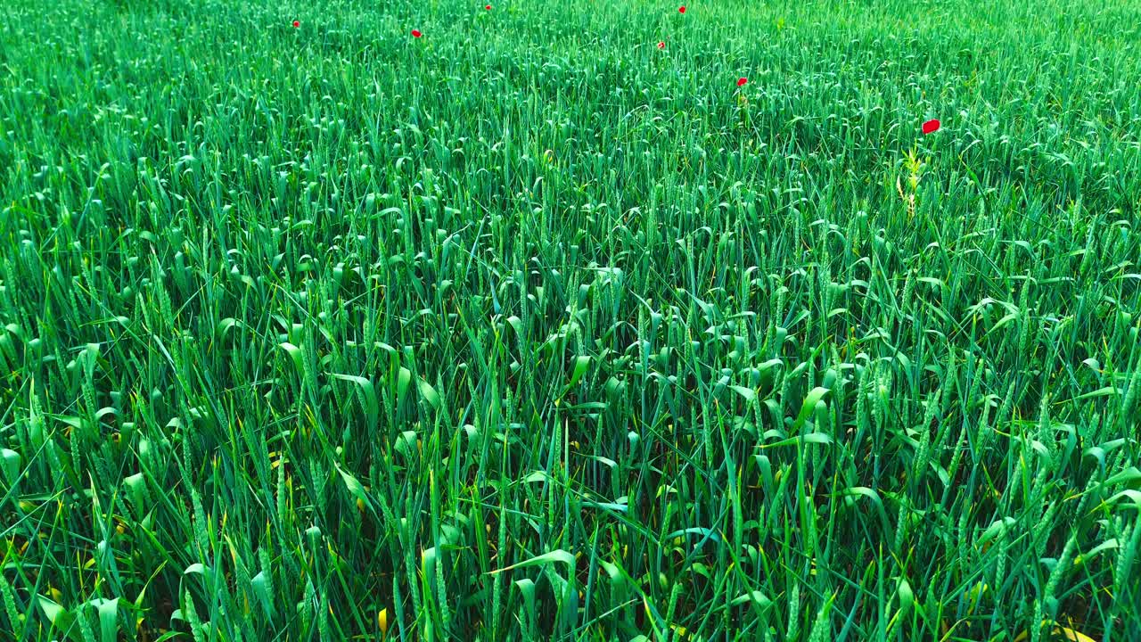 수확 을 준비 하고 있는 풍부 한 푸른 초원 의 공중 전망, 4k