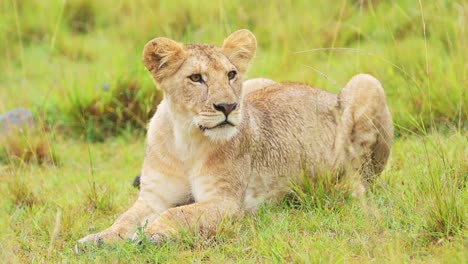 slow motion shot of beautiful lioness laying in the grass grassland watching over the savanna savannah, african wildlife in maasai mara national reserve, kenya, africa safari animals in masai