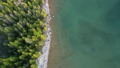 Aerial-top-down-view-along-lake-coastline-with-colorful-pine-trees,-Michigan