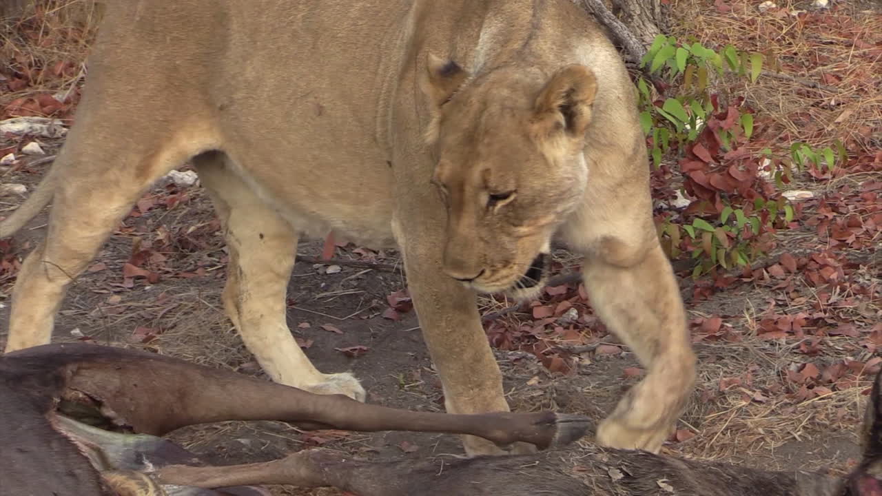 암사자가 죽은 누우에게 다가가서 냄새를 맡고 피해자의 배 부분을 핥으며 시체를 부술 준비를 합니다.