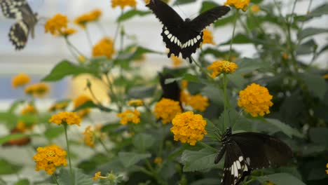 grupo de mariposas de cola de golondrina negras volando sobre un lecho de flores amarillas y recogiendo polen de pétalos