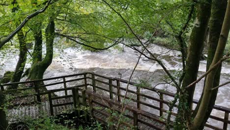 Fast-flowing-flooded-river-passing-wooden-woodland-bridge-walkway-in-scenic-forest