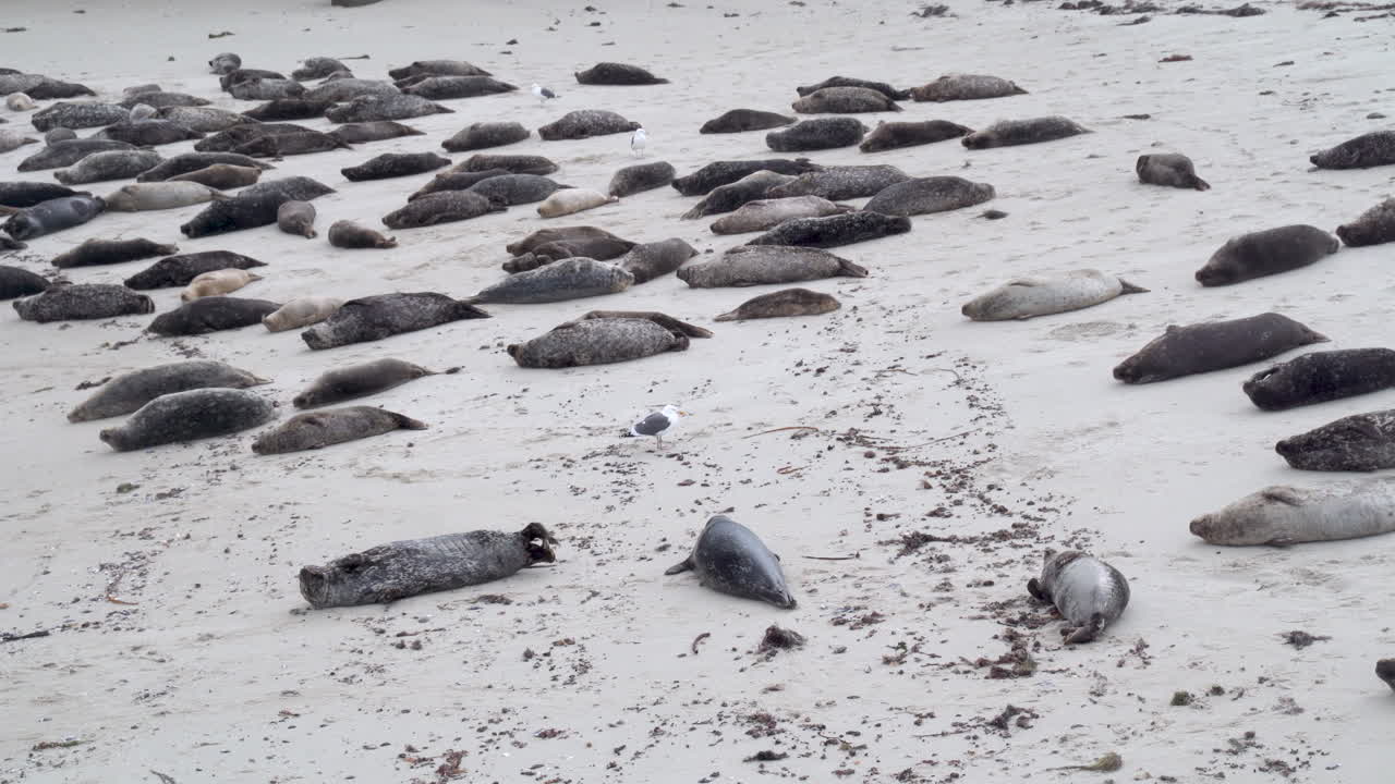 Foca adorabile che muove le pinne mentre dorme su una spiaggia sabbiosa in mezzo a un gruppo di altre foche comuni - Casa Beach a La Jolla, California - 4K