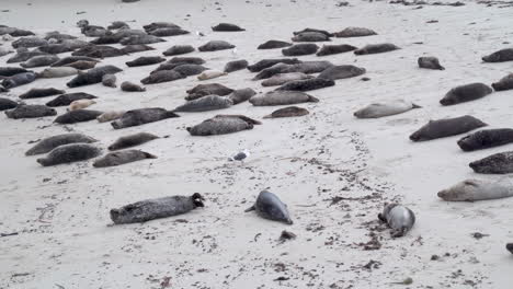 Adorable-Seal-Moving-Flippers-around-while-Sleeping-on-a-Sandy-Beach-Amongst-a-Bob-of-other-Harbor-Seals---Casa-Beach-in-La-Jolla,-California---4K