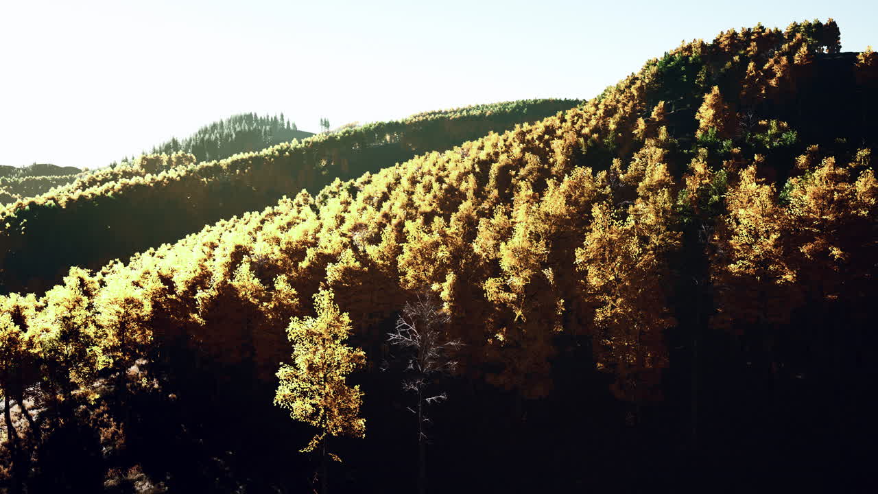 아름다운 오렌지와  ⁇ 은 가을 숲