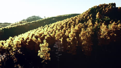 beautiful orange and red autumn forest