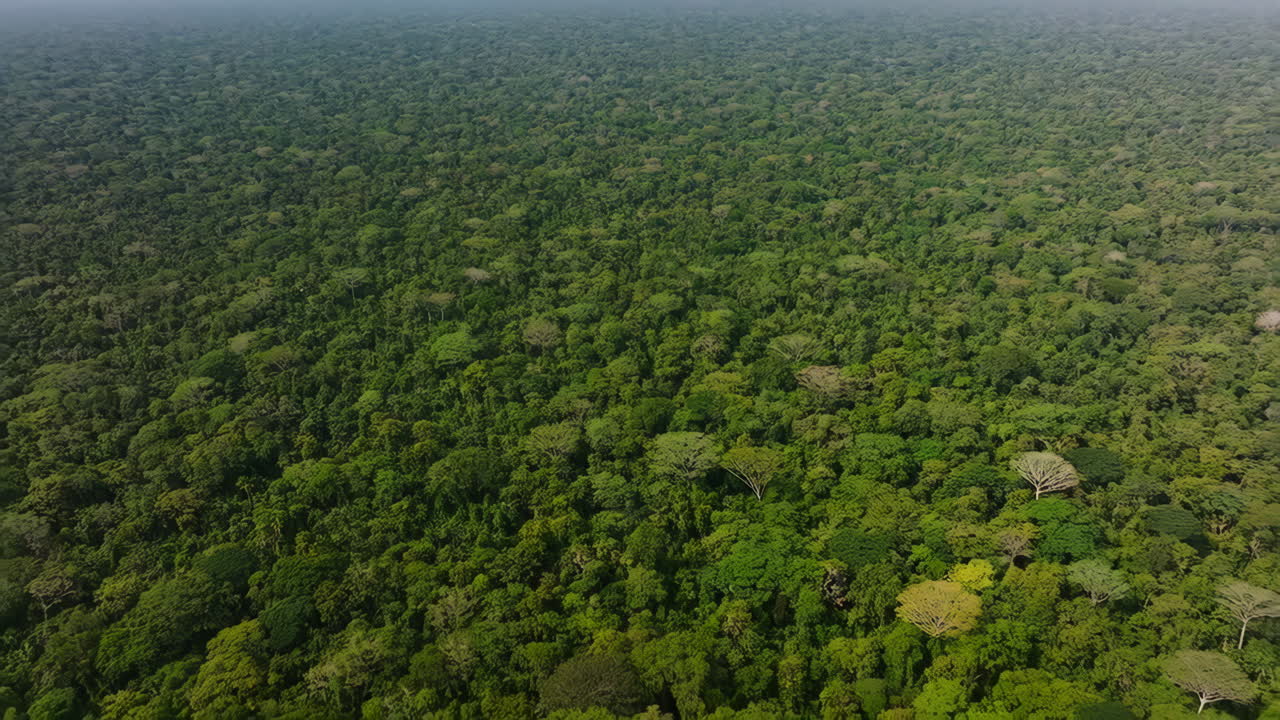 Aerial view of a dense tropical rainforest canopy