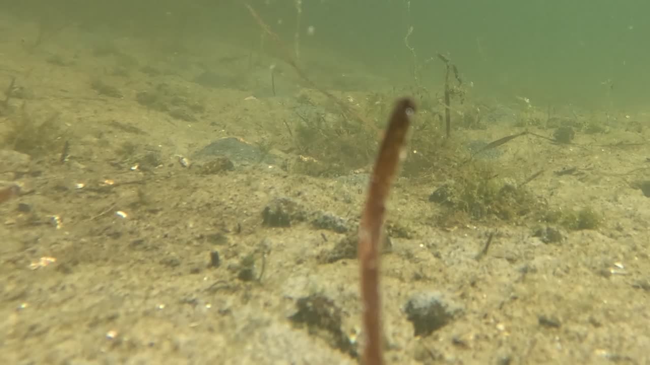A tranquil underwater scene featuring sandy terrain and sparse aquatic plants in clear water.