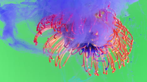 las coloridas proteas de almohadilla en flor de tinta
